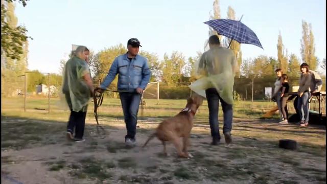 АПБТ. Тест на соц. безопасность. ARABIAN GODOLPHIN (Гриша). "Посторонние. Зонт." смотреть онлайн