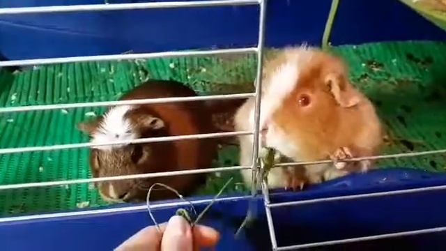 Svinki Family Blog: Как ухаживать за морской свинкой зимой