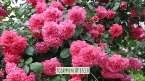 Лучшие сорта плетистых роз, цветущих всё лето