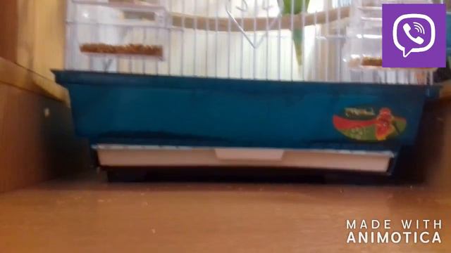 6 лайфхаков для попугаев смотреть онлайн