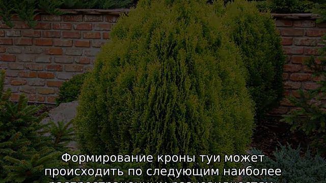 Обрезка туи: правила формирования кроны смотреть онлайн