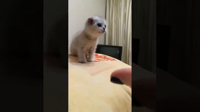 Кусь или котенок фыркает ? смотреть онлайн