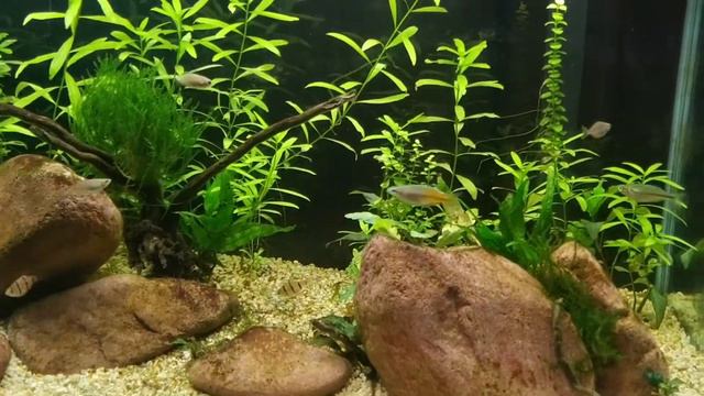 Planted aquarium смотреть онлайн