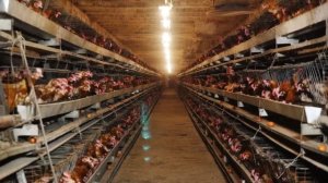 Птицефабрика