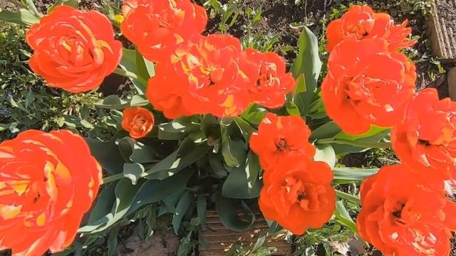 Что делать когда отцвели тюльпаны? Уход за тюльпанами по-шагово от всходов до отцветания. смотреть онлайн