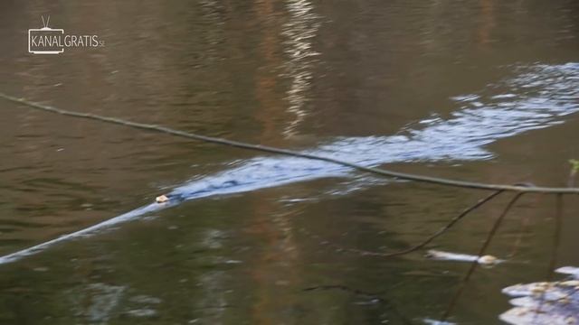 Surface Takes From Big Chub on Bread in Small River | Team Galant смотреть онлайн