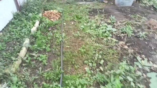 Грибы в огороде.Жарим шашлык с друзьями смотреть онлайн