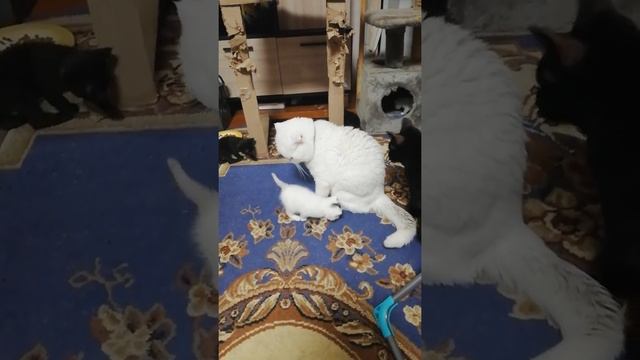 Папа кот знакомится с котятами смотреть онлайн