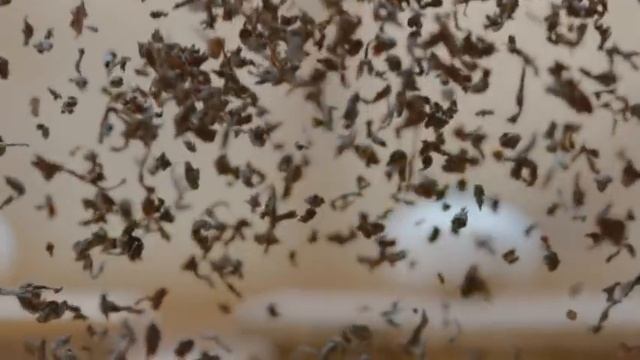 Piala Gold смотреть онлайн