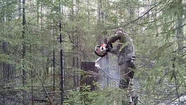 СОЛОНЕЦ ДЛЯ ЛОСЯ. Solonetz for the moose. смотреть онлайн