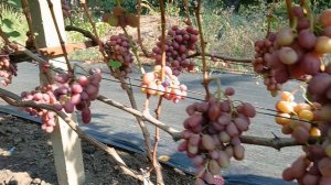 Виноград Бонус (Калугин В. М.) Виноградник Король В. Н. Slava.King2007@mail.ru г. Краснодар