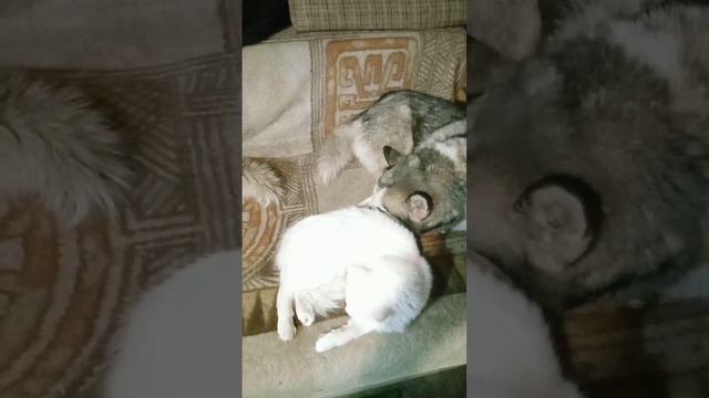 На улице - 30°с #зима #собака #коты смотреть онлайн