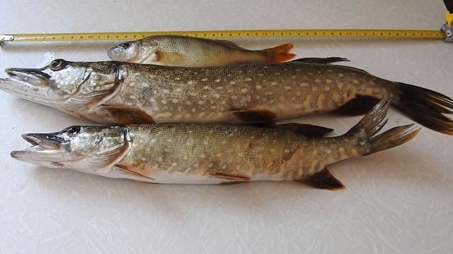 26.07.2023 Pike fishing РЫБАЛКА НА ЩУКУ. смотреть онлайн