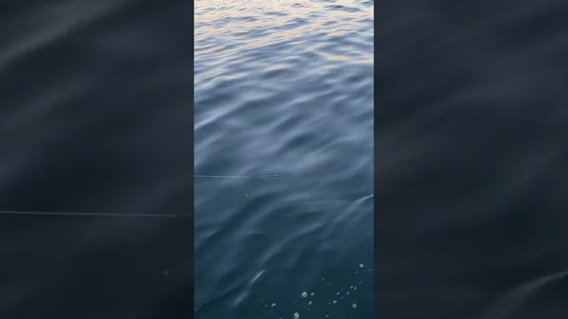 Много Рыбы! Полосатый Окунь клеёт !!! смотреть онлайн