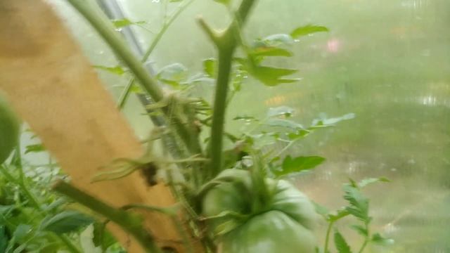 КРУПНОПЛОДНЫЕ томаты?для ОТКРЫТОГО грунта?Сибирский БОГАТЫРЬ ?накормит ВСЮ семью? смотреть онлайн