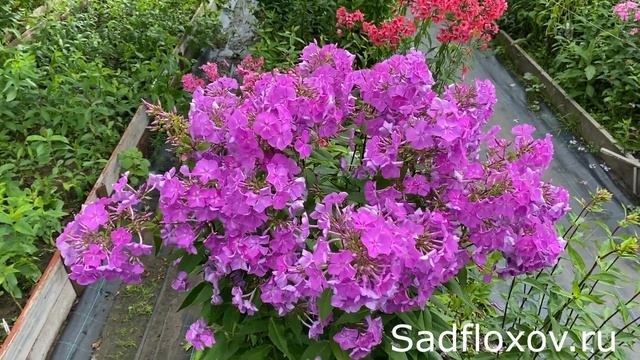 Флокс Лавандовая Мечта, моей селекции при дневном и вечернем освещении смотреть онлайн