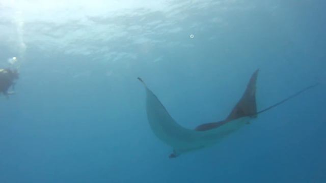 mantarraya diablo смотреть онлайн