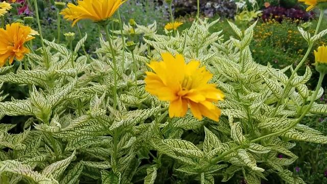 Heliopsis Sunstruck (False Sunflower)