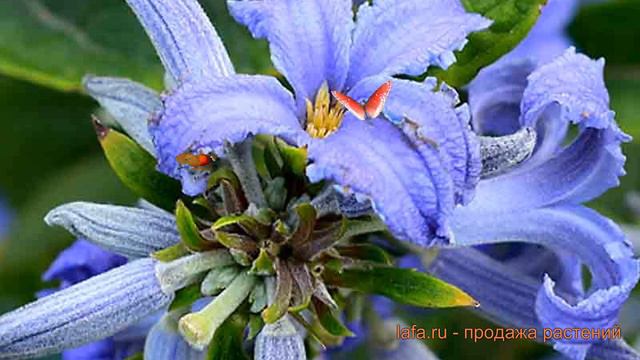 Клематис борщевиколистный борщевиколистный 🌿 обзор: как сажать, саженцы клематиса борщевиколистный