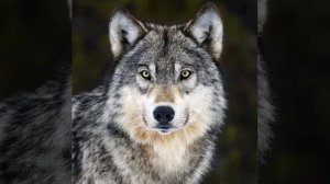 ЗАМЕЧАТЕЛЬНАЯ ПЕСНЯ... ОДИНОКИЙ ВОЛК... Послушайте.