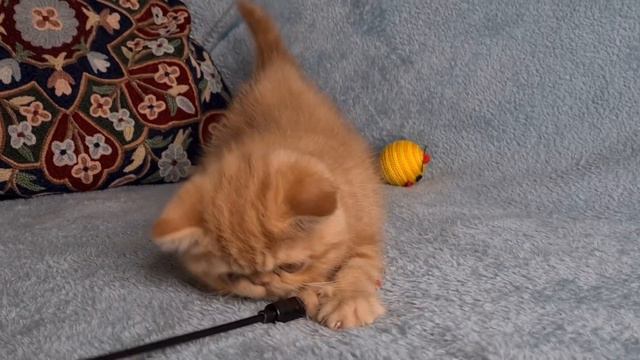 Рыжий экзот Июлий.  Exotic Shorthair Kitten