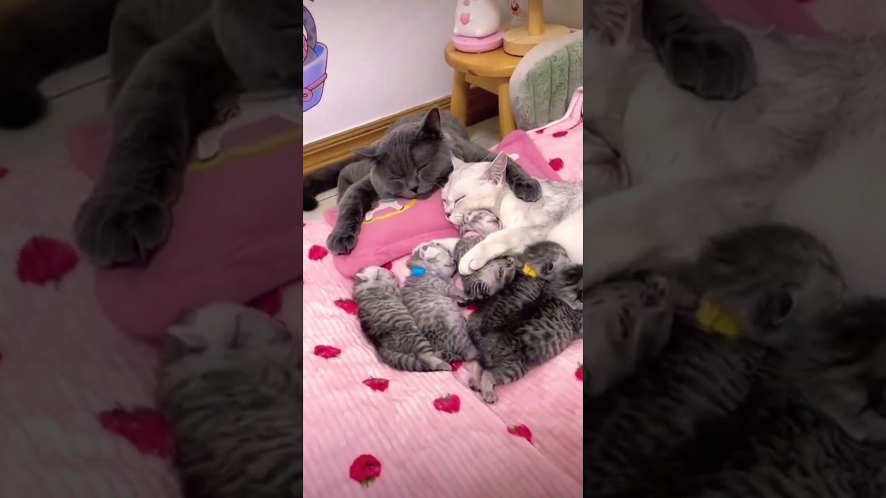 ▷Кошачья семья◁ смотреть онлайн