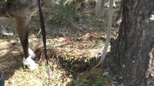 Паша  Трифонов ,ЭВЕНК - ОЛЕНЕВОД показывает как вяжутся узлы используемые в ОЛЕНЕВОДСТВЕ