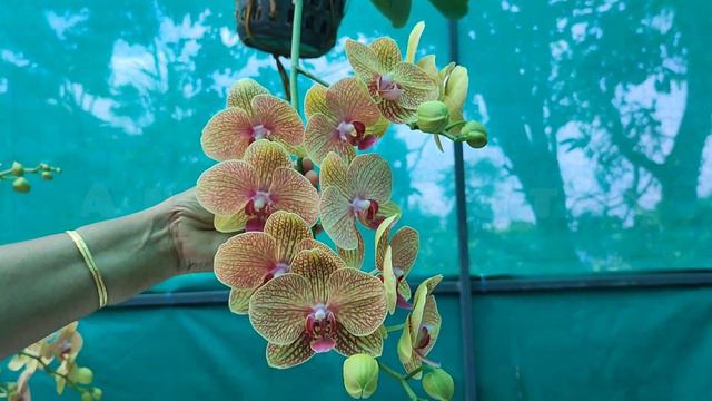 പൂക്കളും pot ന്റെ വലുപ്പവും തമ്മിൽ ബന്ധമുണ്ടോ?|Is there a relationship between flowers and pot size смотреть онлайн