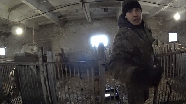 Вес поросенка в 2 месяца/взвешивание поросят смотреть онлайн