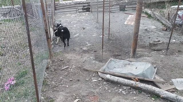 Русско-европейская лайка и такса. В стае Шаха пополнение. Кюна-маленькая валькирия. смотреть онлайн