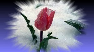 Футаж. Цветы на снегу 29  Footage. Flowers in the snow 29