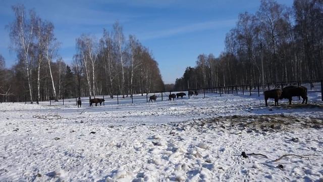 Зубры из Швеции прошли карантин в Окском заповеднике