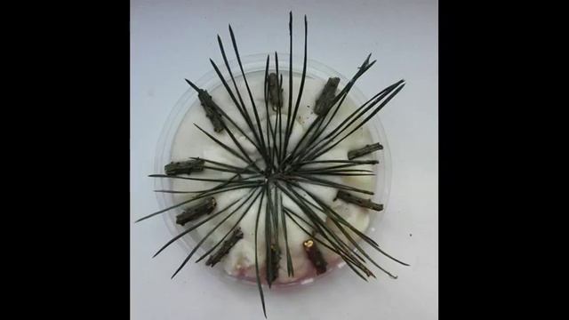 поделки из иголок сосны / поделки своими руками смотреть онлайн