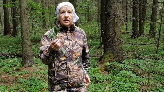 Лекарственные травы смотреть онлайн