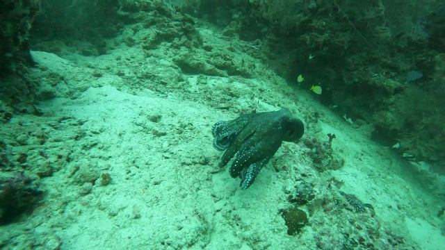 осьминог прячется