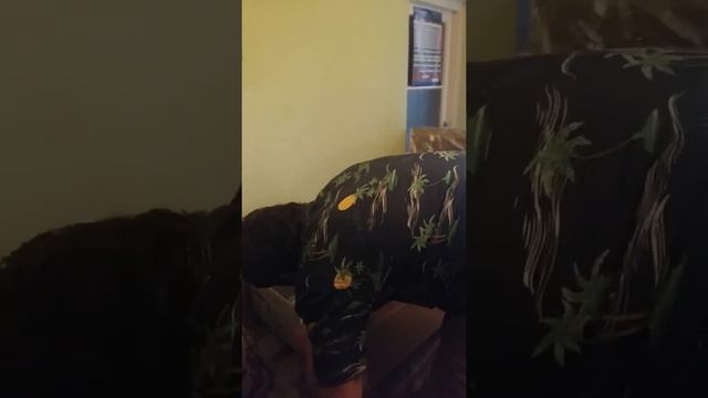 Yamaha PSR EW410 - Unboxing смотреть онлайн