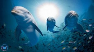 10 Hours Relaxing Underwater Sounds For Sleep   Dolphin And Whale Noises   Calming Deep Ocean Sound