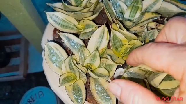COMO FIZ MUDAS POR FOLHAS DA LIMIFOLIA-MINI SANSEVERIA VARIEGATA-CRASSULA FALCATA смотреть онлайн