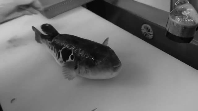 carrot fish f**king dies смотреть онлайн