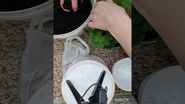 Перевалка пеларгоний ТА Марсель и Ю Менуэт в больший объем смотреть онлайн