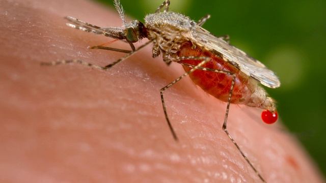 List of feeding behaviours | Wikipedia audio article смотреть онлайн