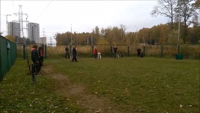 Южнорусская овчарка. Фрагмент дрессировки по ЗКС, охрана вещи. смотреть онлайн