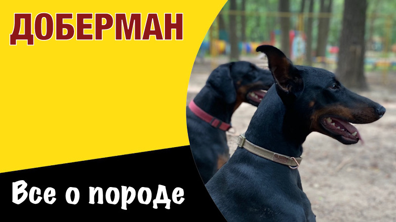 Доберман - всё о породе. Идеальное сочетание элегантности и мощи. смотреть онлайн
