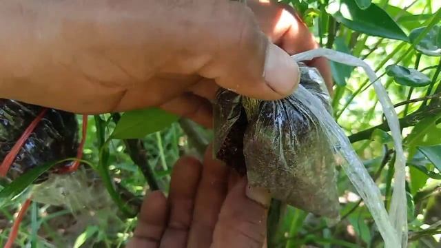 Technique to air laying Calamondin/ Calamansi Lime Marmalade смотреть онлайн