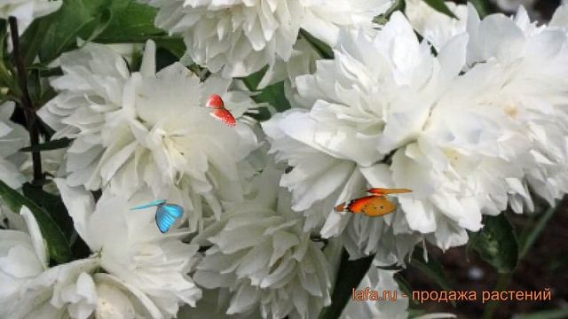 Жасмин садовый Жемчуг (philadelphus coronarius) ? Жемчуг обзор: как сажать, саженцы жасмина Жемчуг смотреть онлайн