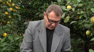 прививка мандарин на лимон