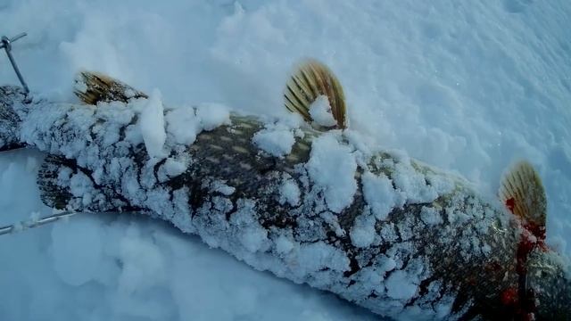 Рыбалка щуки на жерлицы р. Собь . смотреть онлайн