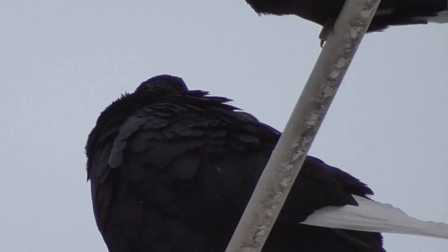 лёгкий снег, -8 по Цельсию смотреть онлайн