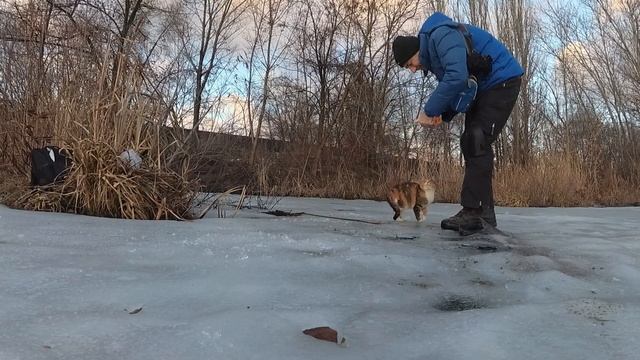 БОМЖе-кошки на зимней рыбалке смотреть онлайн