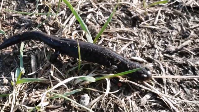 ЧЕРНАЯ САЛАМАНДРА МОНСТР. Black SALAMANDRA in the steppe of Kazakhstan... смотреть онлайн